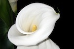 Meaning of Flowers Calla Lily - Little Wedding Diary