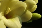 Meaning of Flowers - Freesia
