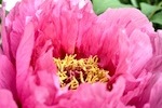 Meaning of Flowers Peony - Little Wedding Diary